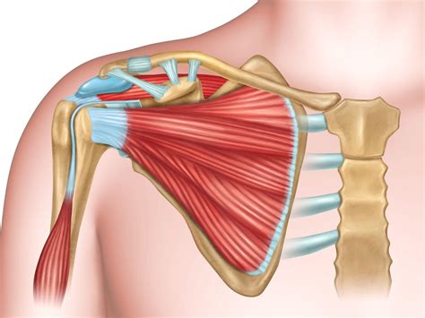 Anterior Shoulder Joint Muscles