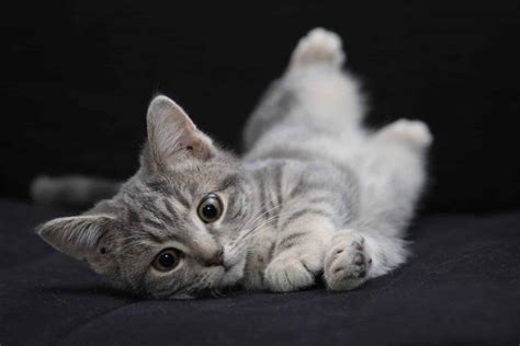 The 34 Most Popular Grey Cat Names