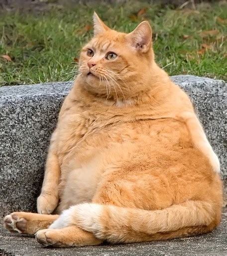 Create meme "fat cat, red cat, fat ginger cat" - Pictures - Meme ...