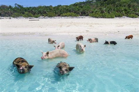 How to visit the Swimming Pigs Bahamas and Exuma Pigs Tour