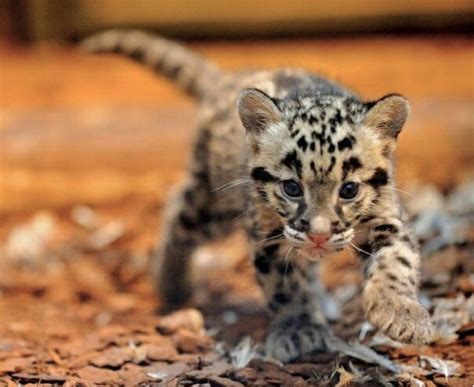 Adorable tiny clouded leopard cub. Baby Animals Pictures, Cute Animal ...