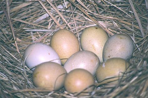 GREATER PRAIRIE CHICKENS – PRAIRIE RIDGE AVIARY