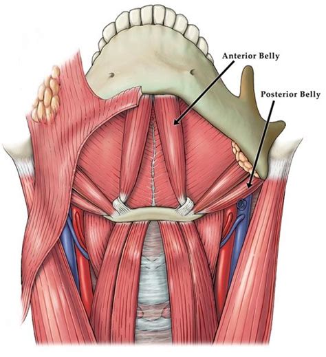 digastric. Anterior belly origin inferior surface of mandible at chin ...