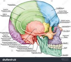 Mastoid Bone Picture . Mastoid Bone Picture Anatomy Of Mastoid Bone ...