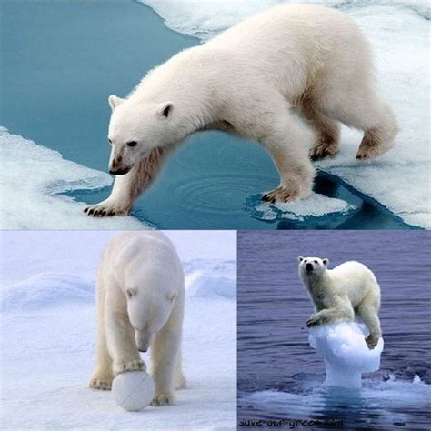 Now its the turn of polar bears to face extinction - Save Our Green