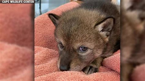 Coyote pup once mistaken for dog released back into wild with companion ...