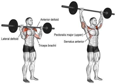 Barbell-Push-Press – Fitness Workouts & Exercises
