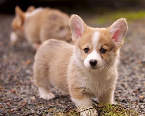 The 30 Cutest Corgi Puppies of All Time - Best Photography, Art ...