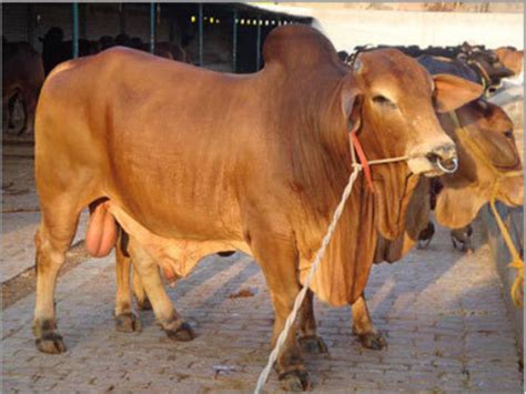 Sahiwal Dairy Bull at Rs 30000/number | Pet Bull in Karnal | ID ...