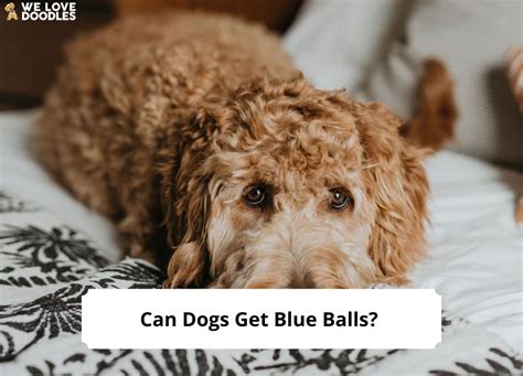 Can Dogs Get Blue Balls? (2024) - We Love Doodles