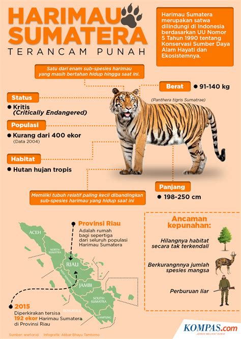 Ciri Ciri Harimau Sumatera - Riset