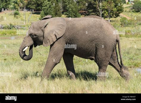 Male elephant at Knysna Elephant Park, Plettenberg Bay, Knysna, Knysna ...