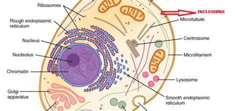 Cytoplasmic organelles | Science online