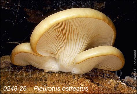 Pleurotus ostreatus - Mushroom.Pro