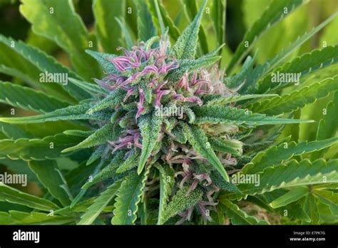 Cannabis Sativa 'Skunk' flowering plant Stock Photo - Alamy