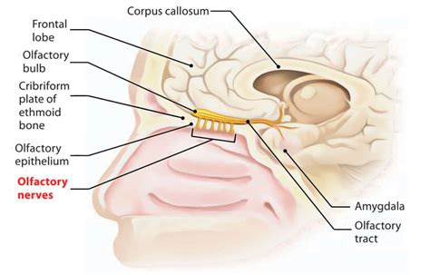 How Scent Shapes Memories - How Olfactory Memory Affects Your Business | Fresh Products