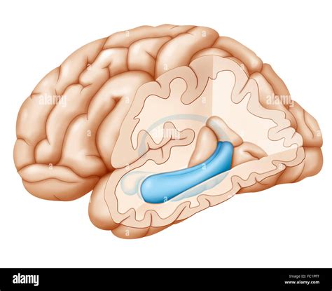 Human Brain Anatomy Hippocampus