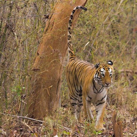 Royal Bengal Tiger / Hoe zien ze eruit? Wat eten ze? & Unieke feiten ...