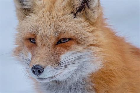 8 absolutely adorable foxes with squinty eyes - Cottage Life