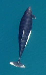 Dall's Porpoise - Nature's Blue-eyed Speed Racer - pictures and facts