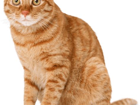 Ginger Cat Clipart