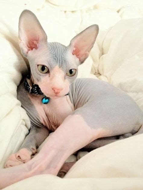 Sphynx Kitty | Spinx cat, Cat care, Beautiful cats