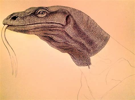 Komodo Dragon Drawing at GetDrawings | Free download