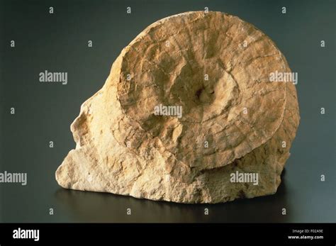 Hexactinellida Fossil