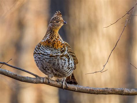 What is the State Bird of Pennsylvania? (And Why?) | Birdfact