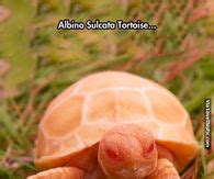 Tortoise Pictures, Photos, Images, and Pics for Facebook, Tumblr, Pinterest, and Twitter