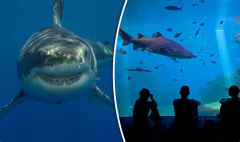 Great White Sharks CANNOT survive in captivity at an aquarium | Travel News | Travel | Express.co.uk