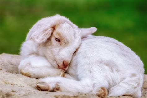 Goat Kid in Hay · Free Stock Photo