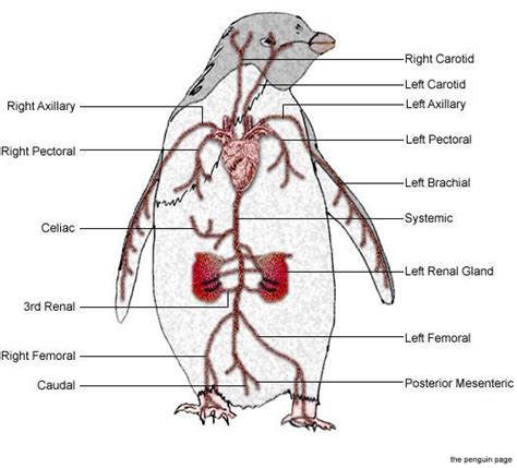 African Penguin Anatomy | Vet medicine, Veterinary medicine, Animal ...