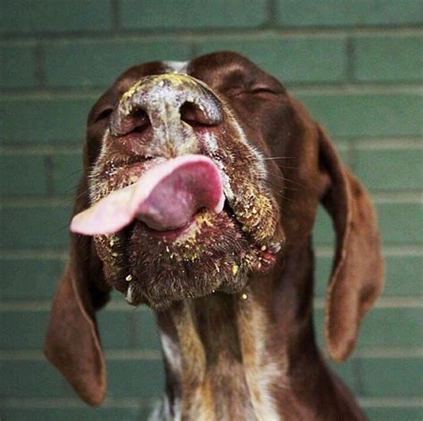 Just Pictures of Dogs Eating Peanut Butter | Foodiggity