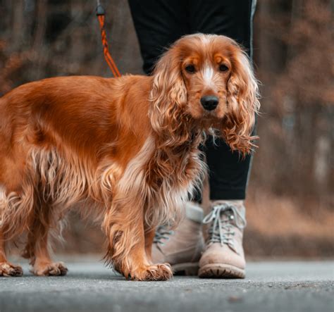 Cocker Spaniel Grooming Guide - Cocker Spaniel