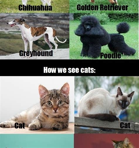 Truth about cats & dogs