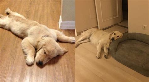 How Long Do Golden Retriever Puppies Sleep At Night