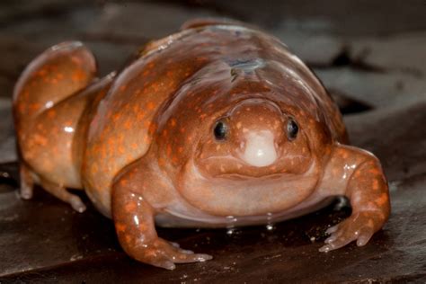 Newly-discovered frog in Amazon rainforest could already be at risk of ...