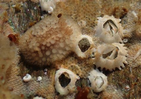 Barnacle-feeding nudibranch and freshly consumed prey | Flickr