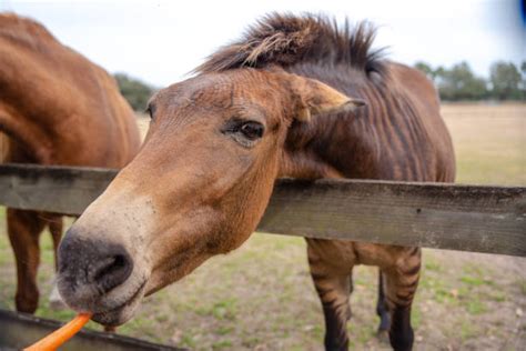 1,000+ Black Horse Fence Grazing Stock Photos, Pictures & Royalty-Free Images - iStock