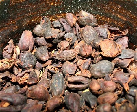 Hawaiian Hala Tree Farms - Cascara - Coffee Cherry Tea | Burman Coffee