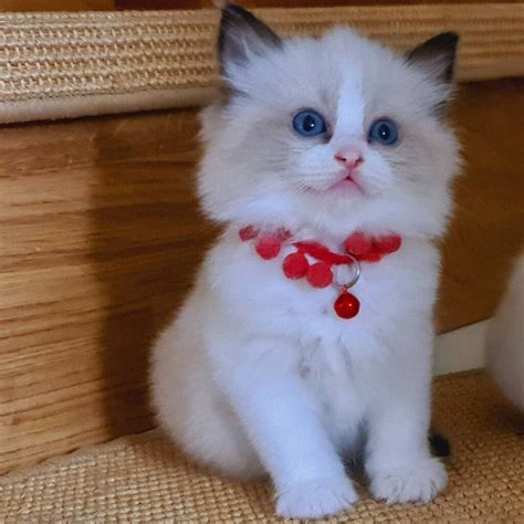 Ragdoll Kittens for sale - Ragdoll Cat for sale | Ragdoll Cata