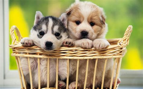 Adorable Puppies HD Wallpaper