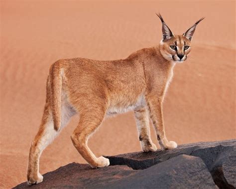 Caracal Lynx Hybrid