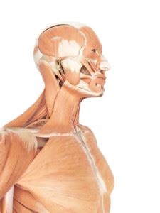 medical accurate illustration of the neck and throat muscles - Somatic Movement Center