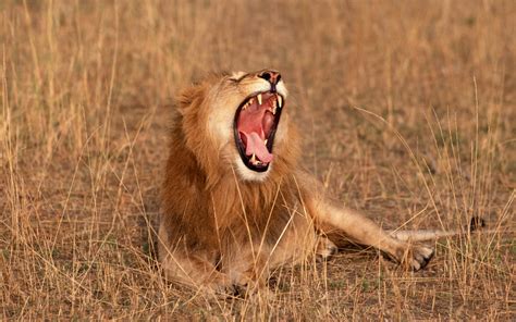 African Lion Roaring Wallpaper | Eumolpo Wallpapers