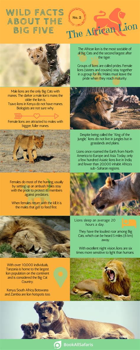 40 Big Five Animals Facts for African Safari and Wildlife Lovers - Rhino Rest