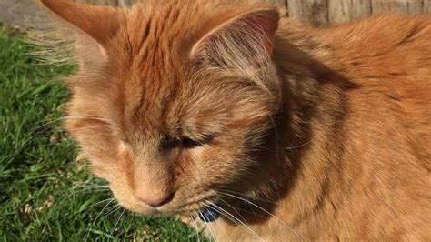 One-eyed ginger cat reunited with family after 7 years missing | The ...