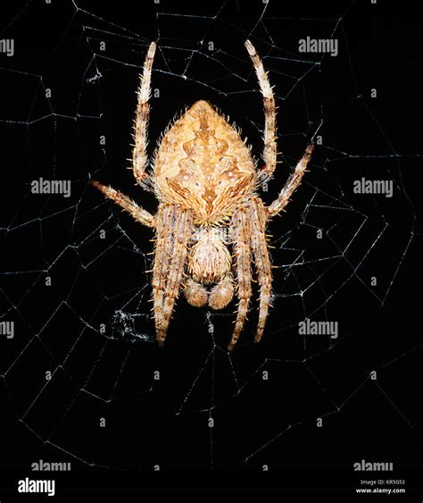 Australian garden orb weaver spider hi-res stock photography and images - Alamy