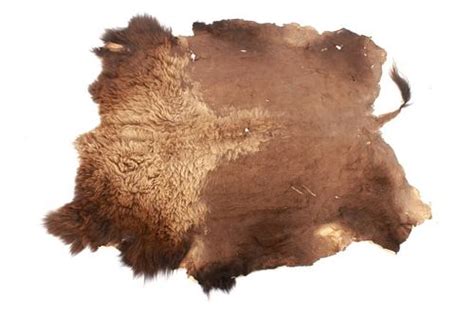 Montana Buffalo Professional Taxidermy Hide Rug sold at auction on 13th ...